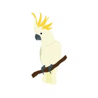 White Corella | Cockatoo Breeds Names