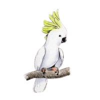 White-Crested | Macaw Breeds Names