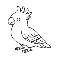 White-Tailed | Cockatoo Breeds Names