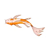 Yamabuki | Koi Breeds Names