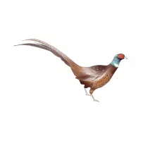 Yellow | Pheasant Breeds Names