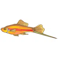 Yellow | Platy Breeds Names