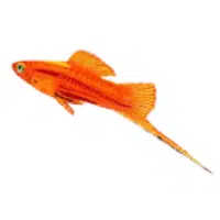 Yellow | Swordtail Breeds Names