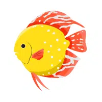 Yellow | Discus Breeds Names 