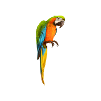 Yellow-Red Hybrid | Macaw Breeds Names