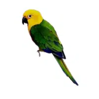 Yellowhead | Parrot Breeds Names