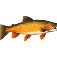 Yellowstone | Trout Breeds Names