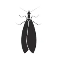 Alderfly