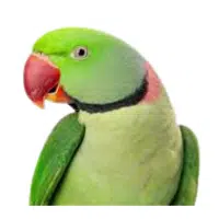 Alexandrine