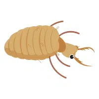 Antlion | Desert Insects Names