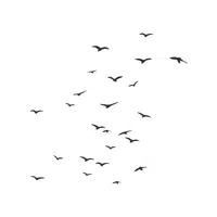 Auk