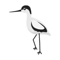 Avocet