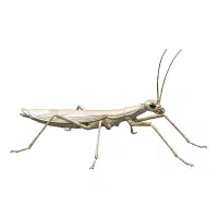 Backswimmer