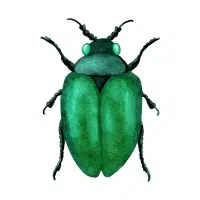 Beetle | Desert Insects Names