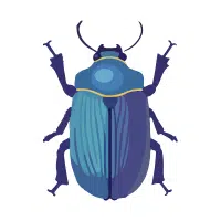 Beetle