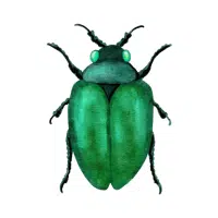 Beetle