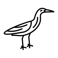 Bittern