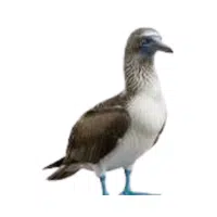 Booby