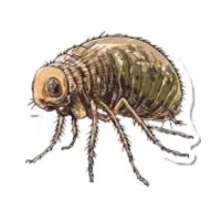 Booklouse