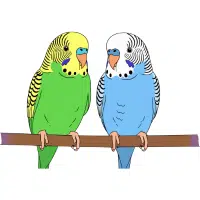 Budgerigar