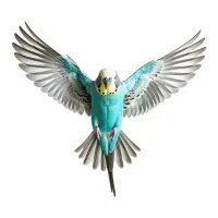 Budgie