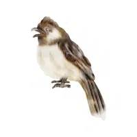 Bulbul