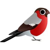 Bullfinch