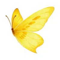 Butterfly | Desert Insects Names