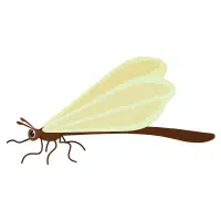 Caddisfly