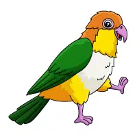 Caique