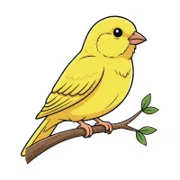 Canary