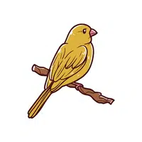 Canary