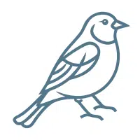 Chaffinch
