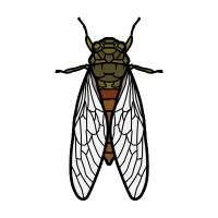 Cicada