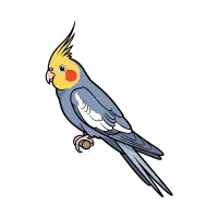Cockatiel