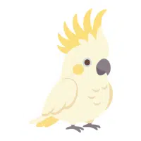 Cockatoo
