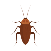 Cockroach