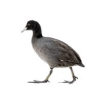 Coot