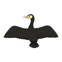 Cormorant