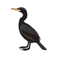 Cormorant