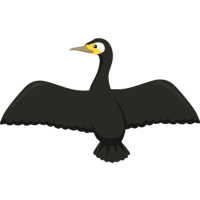 Cormorant