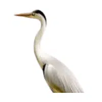 Crane