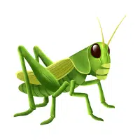 Cricket | Desert Insects Names