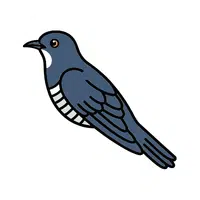 Cuckoo