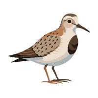 Curlew