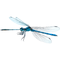 Damselfly
