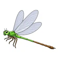 Damselfly