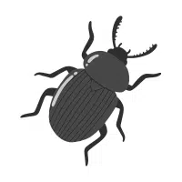 Darkling | Desert Insects Names