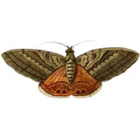 DesertMoth