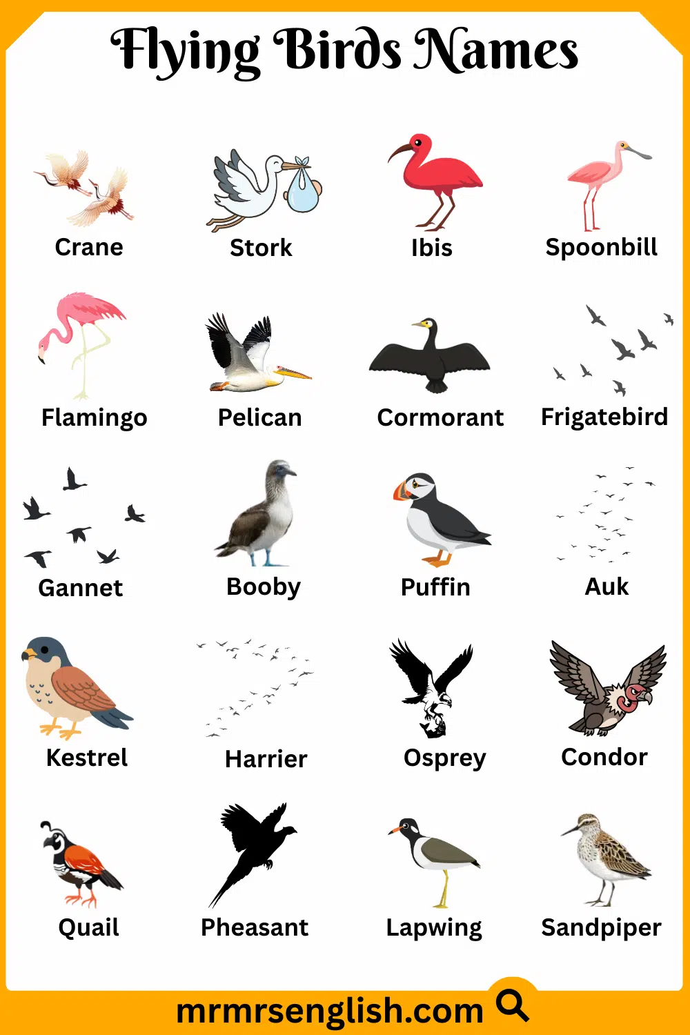 Different Types of Flying Birds in English with Pictures
